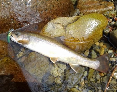 渓流ミノーイング ～長良川水系～